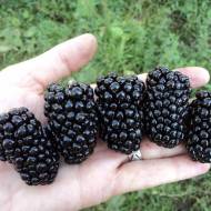 Саженец Ежевика Натчез в контейнере